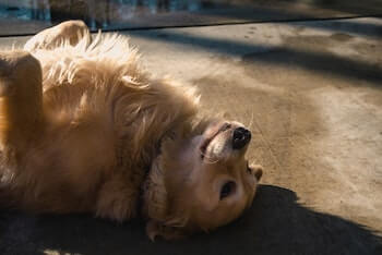 Can You Vacuum Your Golden Retriever - An adult Golden Retriever laying on his back with his paws up, in a very relaxed position.