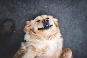 A Golden Retriever laying on its back with a grin on its face. The dog looks very relaxed.