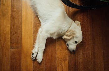 A Golden Retriever puppy laying on its side on a hardwood floor.