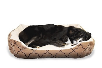 A black dog lying on a tan coloured dog bed.