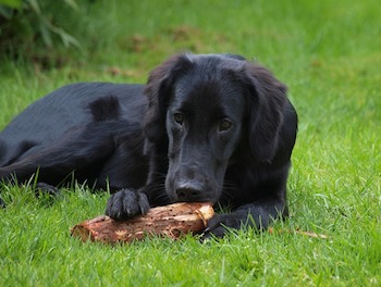 A Flat-Coated Retriever chewing a stick while laying on a field of grass.