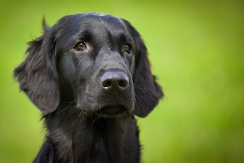 A close up image of a Flat-Coated Retriever's head. The dog is looking off into the distance.