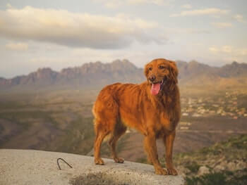 A dark red Field Golden Retriever standing on top of a mountain. The dog is facing you but looking to the left.