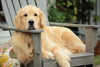 A Golden Retriever with a long beautiful coat laying on a grey Adirondack chair. The dogs head is resting on the chair's arm.