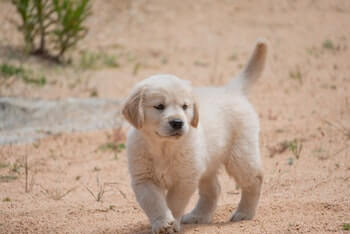 Why Does My Golden Retriever Have Short Hair - A Golden Retriever puppy walking on a dirt path.