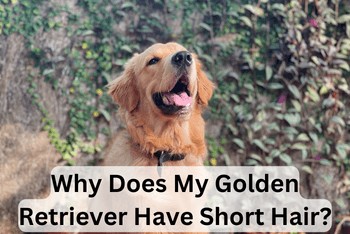 Why Does My Golden Retriever Have Short Hair - An adult Golden Retriever sitting outside and looking up with its mouth open.