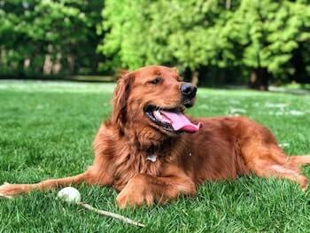 Why Does My Golden Retriever Pant So Much - An adult Golden Retriever resting on a field of grass. The dog is panting, as its tongue is hanging out.