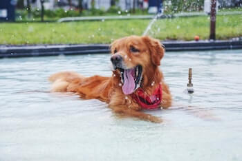 An adult Golden Retriever laying in a shallow pool of water, trying to cool off. The dog's tongue is hanging out.