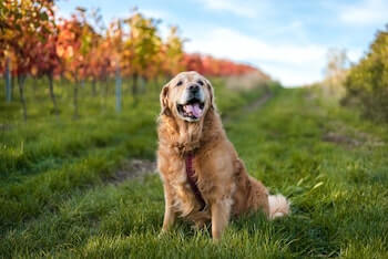 A senior Golden Retriever shown panting while sitting on a field of grass.