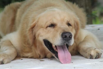 An overweight Golden Retriever laying on the floor panting. The dog's tongue is hanging out of its mouth.
