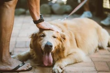 An overweight Golden Retriever shown panting while laying on a tile floor. A man's hand is shown petting the dog's head.