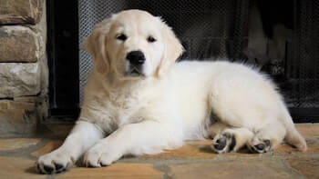 A Golden Retriever puppy laying on a brick fireplace. The pup is looking at you.