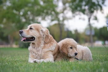 An adult Golden Retriever and puppy laying together on a field of grass.