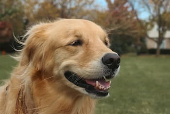 A close up of a happy Golden Retriever looking off into the distance. A field of grass and trees is in the background.