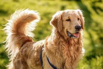 An adult Golden Retriever standing looking straight ahead. The dog's tail is up in the air, and its mouth is open.