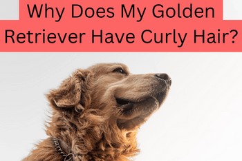 Why Does My Golden Retriever Have Curly Hair - A side profile of a Golden Retriever's head and neck. The dog's neck has curly hair.