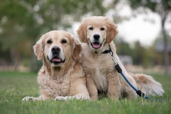 Two Golden Retrievers laying together on a field of grass. Both of them are looking towards you.