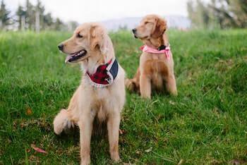 Two Golden Retrievers sitting on a field of grass. Both dogs are looking off to the side. The male dog is wearing a red and black check bandana, and the female sitting behind him is wearing a pink bandana.