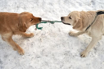 Two adult Golden Retrievers playing tug-of-war with a rope toy outside on the snow.