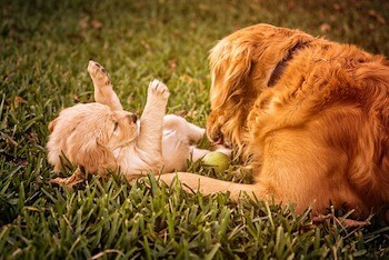An adult Golden Retriever playing with a Golden Retriever puppy on a field of grass.
