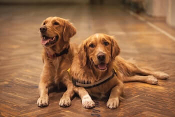 Two happy Golden Retrievers laying together on a hardwood floor.