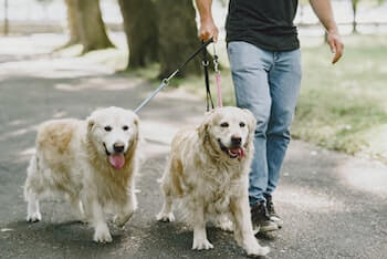 A man walking two Golden Retrievers together on a leash.