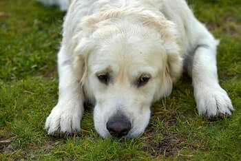 A sad looking Golden Retriever laying on a field of grass.