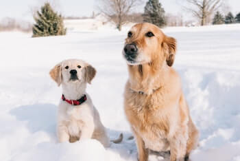 An adult Golden Retriever and a Golden Retriever puppy sitting outside in the snow together.