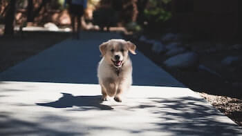 A Golden Retriever puppy running towards you on a concrete sidewalk.