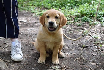 A happy Golden Retriever puppy sitting on the ground with a rope leash attached to him. A woman's leg is shown standing next to him.