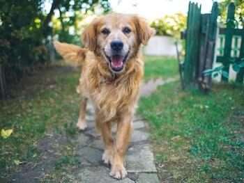 A senior Golden Retriever walking towards you on a cobble stone garden path.