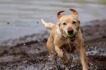 A wet Golden Retriever running on the beach with a tennis ball in its mouth.