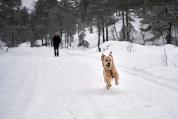 A Golden Retriever running on a long lead on the snow. The dog's owner is walking behind.