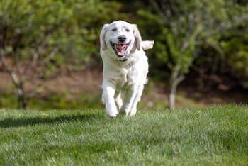 A Golden Retriever running towards you on a field of grass with a ball in its mouth.