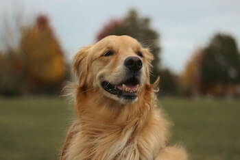 A happy-looking Golden Retriever with long-flowing hair is sitting on a field of grass. Only the dog's head and neck is shown for a close-up image.