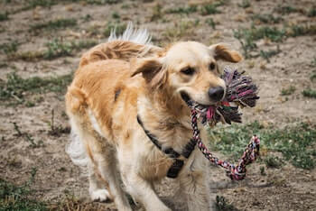 A Golden Retriever running towards you with a rope toy in its mouth.