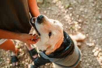 A Golden Retriever wearing a dog hoodie is sitting and looking up at a woman who is petting him.