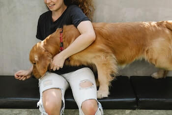 A woman with her arm around a Golden Retriever that is trying to see what she has in her hand.