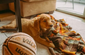 A Golden Retriever puppy laying on the floor chewing on a plaid blanket.