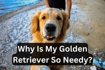 Why Is My Golden Retriever So Needy - A close-up image of a Golden Retriever looking at you with its front paws in the air. A man is shown walking behind.