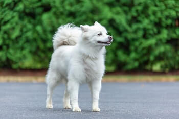 A white fluffy dog standing outside on a dirt path looking off to the side.