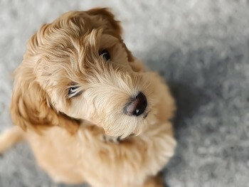 A Goldendoodle sitting on the floor looking up at you.