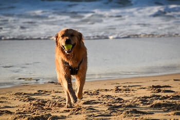 A Golden Retriever with a tennis ball in its mouth walking towards you on a beach.