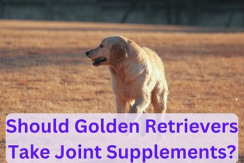 Should Golden Retrievers Take Joint Supplements - A Golden Retriever running on a field. The dog's head is turned to the side.