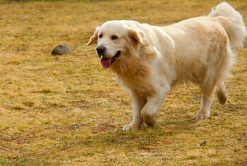 A Golden Retriever walking on a field of grass.