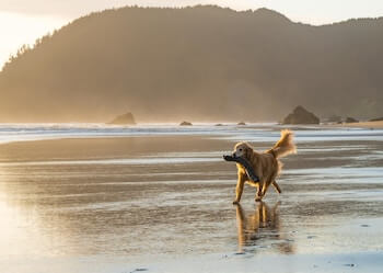 A Golden Retriever carrying a large stick in its mouth while walking along a beach.