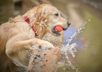 A wet Golden Retriever with an orange ball in its mouth making a splash in the water.