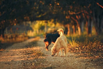 A Golden Retriever sniffing the ground while walking on a dirt path. A black Labrador is shown standing behind.