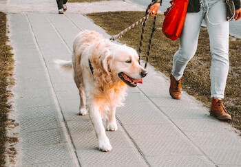 A senior Golden Retriever shown walking on a lead beside a woman. Only the woman's red handbag and legs are shown.