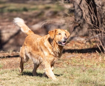 A Golden Retriever walking freely on a field of grass.